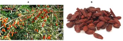 Goji Berries Supplementation in the Diet of Rabbits and Other Livestock Animals: A Mini-Review of the Current Knowledge